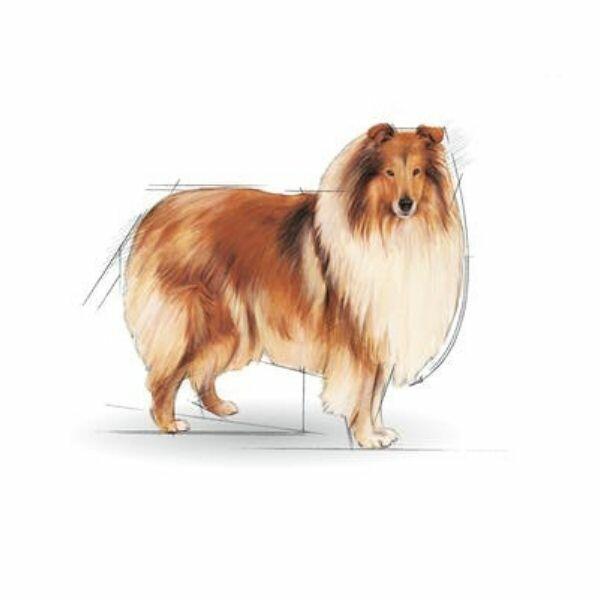 royal canin maxi light