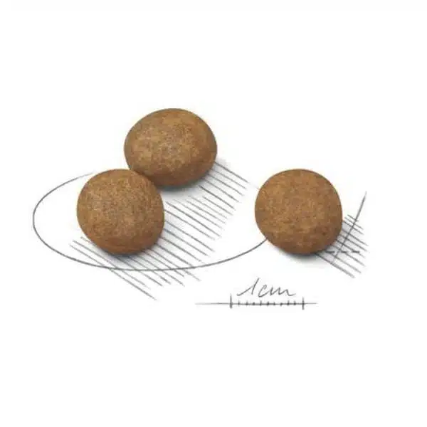 Royal Canin Maxi breed for Puppy dry food (1)