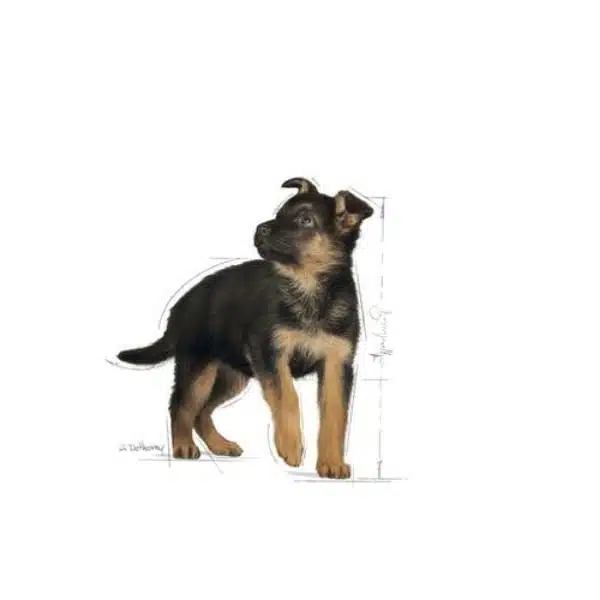 Royal Canin Maxi breed for Puppy dry food (3)