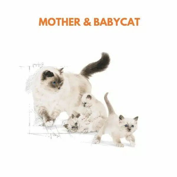 Royal Canin Mother & babycat for Kitten Dry Food (2)