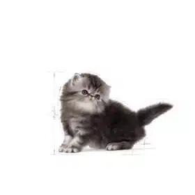 Royal Canin Persian Cat for Kitten dry food (2)