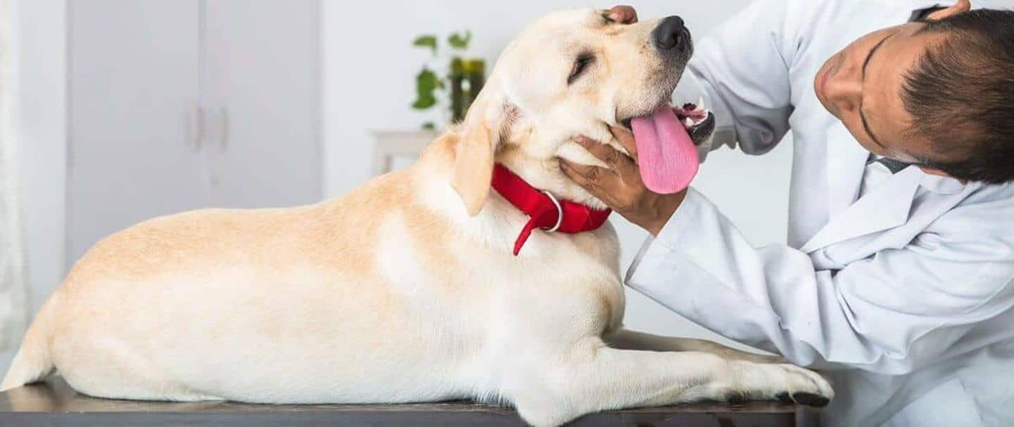 Most Common Pet Health Issues Faced by Pet Owners