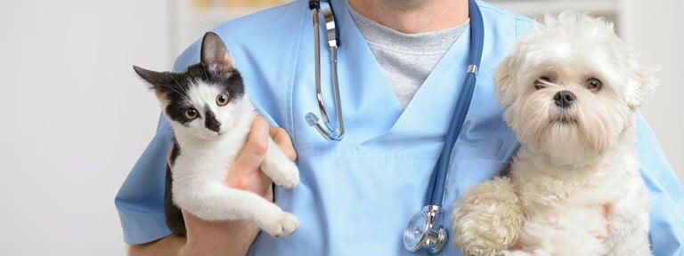 Most Common Pet Health Issues Faced by Pet Owners
