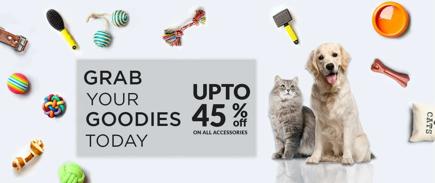 aussie red tri color