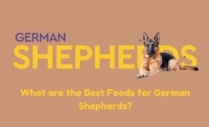 What are the Best Foods for German Shephards?