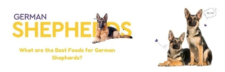 What are the Best Foods for German Shephards?