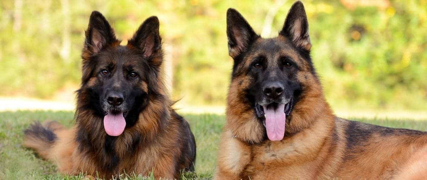 What are the Best Foods for German Shephards?