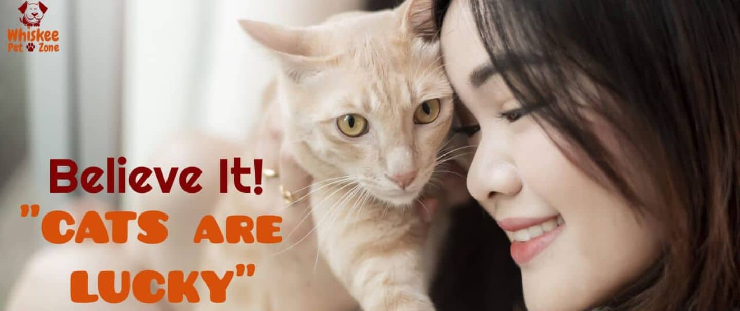 Cats are Lucky – Believe It!