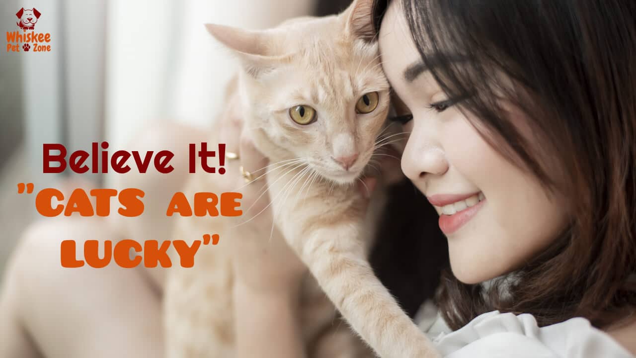 Cats are Lucky – Believe It!