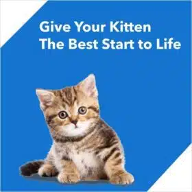 kitten