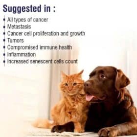 MPS-Liposomal-Apigenin-For-Dogs-500mg