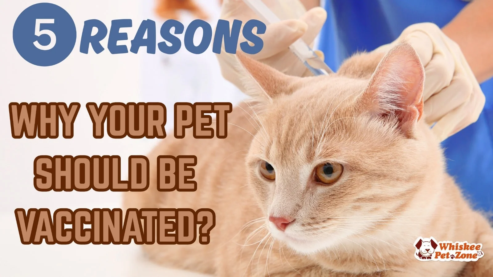 TOP 5 REASONS WHY YOUR PET SHOULD BE VACCINATED