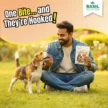 Coconut_Chicken_Bone_Outdoor.webp