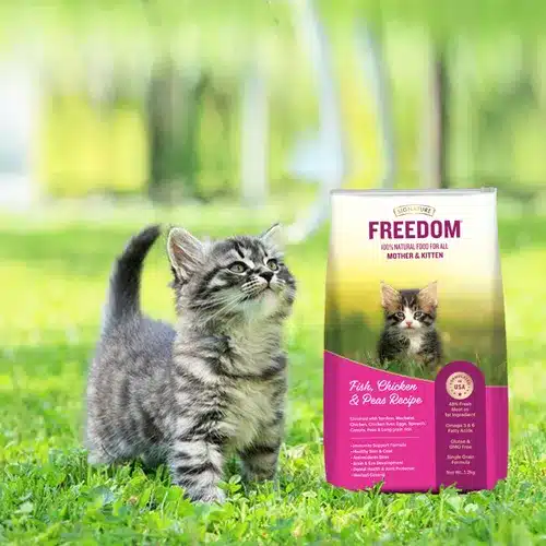 Lifestylekitten_500x.webp Lifestylekitten_500x.webp