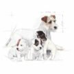 Royal-Canin-Babydog-Milk-Milk-Replacer-for-Puppies-1.jpg