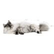 Royal-Canin-Hair-Skin-Cat-Dry-Food-2.jpg