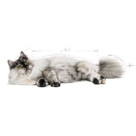 Royal-Canin-Hair-Skin-Cat-Dry-Food-2.jpg Royal-Canin-Hair-Skin-Cat-Dry-Food-2.jpg
