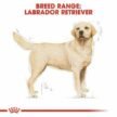 Royal-Canin-Labrador-Retriever-Adult-Dry-Food-1.jpg