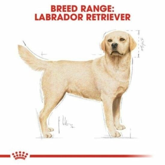 Royal-Canin-Labrador-Retriever-Adult-Dry-Food-1.jpg Royal-Canin-Labrador-Retriever-Adult-Dry-Food-1.jpg