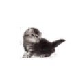 Royal-Canin-Persian-Cat-for-Kitten-dry-food-2.jpg