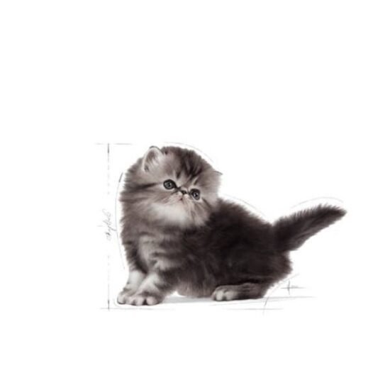 Royal-Canin-Persian-Cat-for-Kitten-dry-food-2.jpg