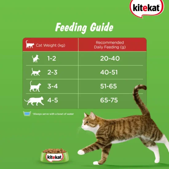 kitekat-adult-5.webp